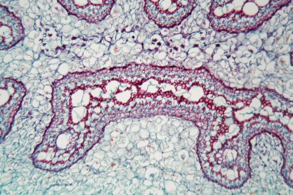 Tallo de helecho bajo el microscopio — Foto de Stock