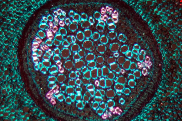 Korzeń paproci pod mikroskopem i w świetle spolaryzowanym. — Zdjęcie stockowe