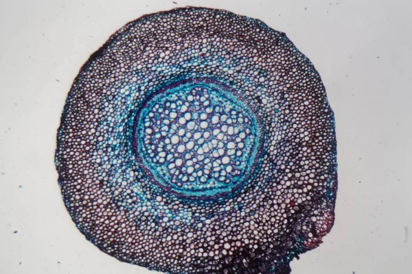 顕微鏡下のシダの根 — ストック写真