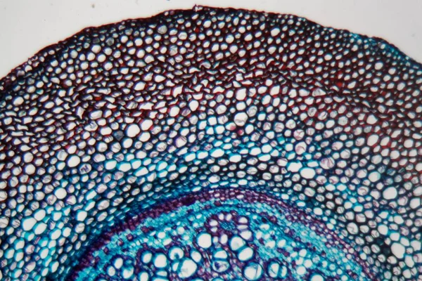 Rădăcina ferigii sub microscop — Fotografie, imagine de stoc