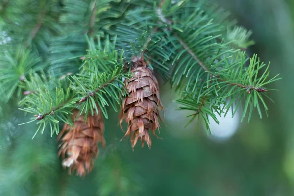 Cône d'un sapin Douglas — Photo