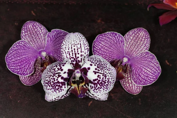Kwiaty orchidei na tle rocznika. — Zdjęcie stockowe