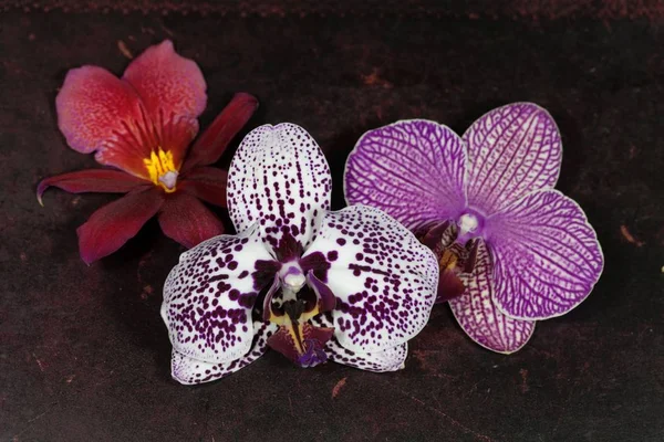 Flores de orquídea em um fundo vintage . — Fotografia de Stock