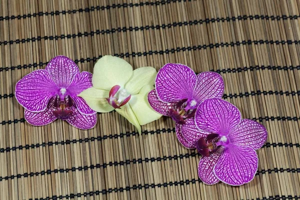 Bir bambu arka plan üzerinde orkide çiçekleri. — Stok fotoğraf
