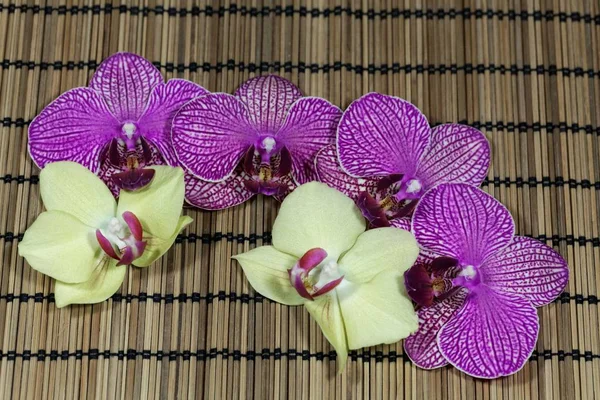 Bir bambu arka plan üzerinde orkide çiçekleri. — Stok fotoğraf
