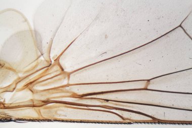 Mikroskop altında ev sinek kanat