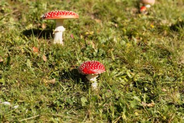 Uçan agarik (Amanita muscaria))