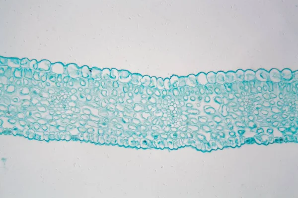 Blatt des Winterjasmins unter dem Mikroskop — Stockfoto