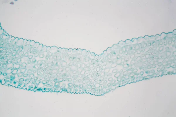Mikroskop altında Kış Yasemin Yaprağı — Stok fotoğraf