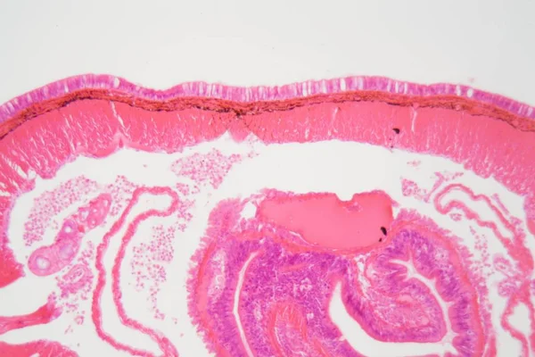 Секция земляного червя под микроскопом — стоковое фото