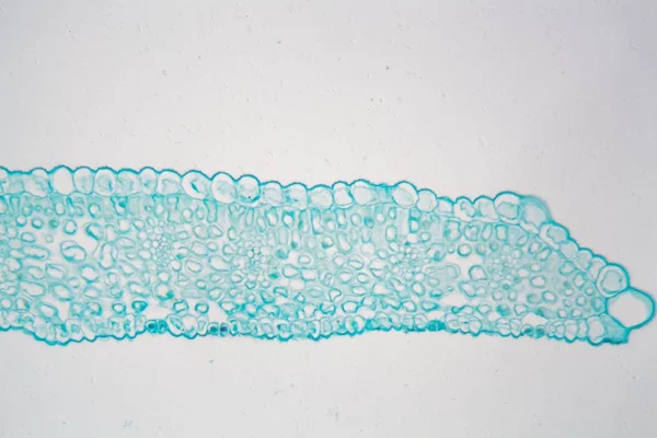 Лист жасмина под микроскопом — стоковое фото