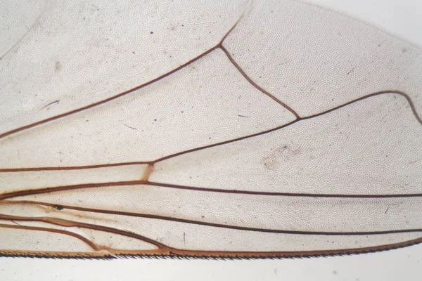 House fly wing under the microscope