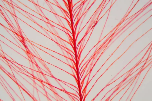 Mikroskop altında kırmızı kuş tüyü — Stok fotoğraf