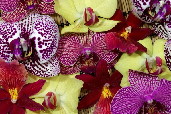 Buquê de diferentes flores de orquídeas — Fotografia de Stock