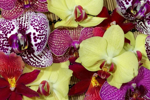 Farklı orkide çiçek buketi — Stok fotoğraf