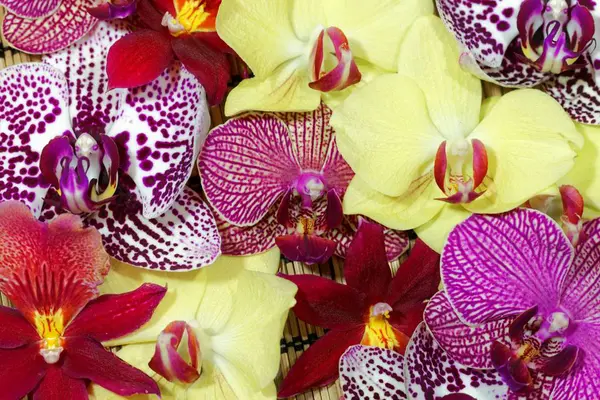 Buquê de diferentes flores de orquídeas — Fotografia de Stock