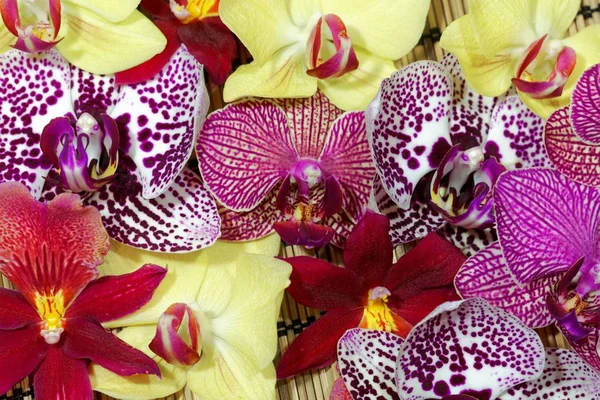 Buquê de diferentes flores de orquídeas — Fotografia de Stock