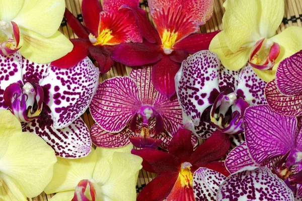 Bukiet różnych kwiatów orchidei — Zdjęcie stockowe