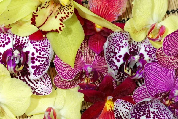 Buquê de diferentes flores de orquídeas — Fotografia de Stock