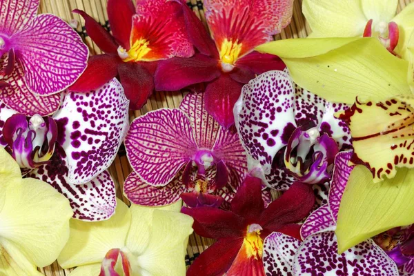 Farklı orkide çiçek buketi — Stok fotoğraf