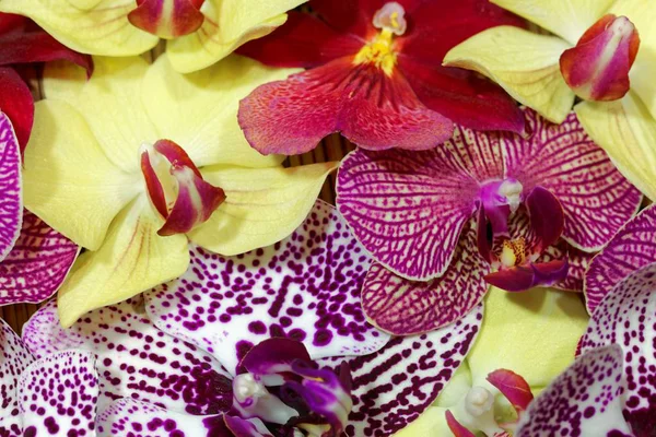 Bukiet różnych kwiatów orchidei — Zdjęcie stockowe