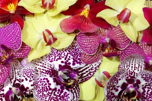 Buquê de diferentes flores de orquídeas — Fotografia de Stock