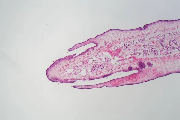 Segmento de un cuerpo de lombriz solitaria (Proglotid ) — Foto de Stock