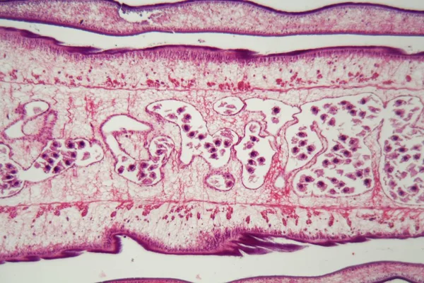 Сегмент тела ленточного червя (Proglottid ) — стоковое фото