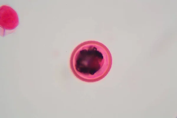Uova di una tenia Taenia — Foto Stock