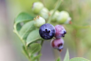 Kuzey highbush yaban mersini meyveleri (Vaccinium corymbosum)