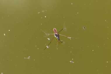 Ortak su strider (Simms'in lacustris)