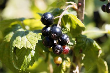 Siyah kuş üzümü (Ribes nigrum) bir çalı üzerinde