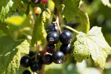Siyah kuş üzümü (Ribes nigrum) bir çalı üzerinde