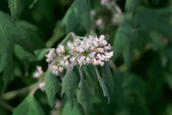 Részlet a Motherwort (leonurus cardiaca) virág — Stock Fotó