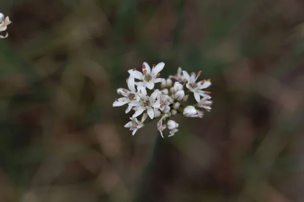 Квіти ароматного часнику ( Allium ramosum ) — стокове фото