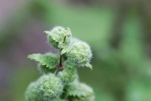 Fleurs femelles d'une ortie romaine (Urtica pilulifera ) — Photo