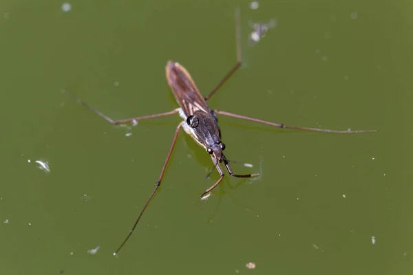 일반적인 물 스 트라이 더 (Gerris lacustris) — 스톡 사진