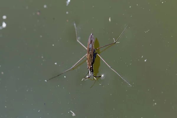 일반적인 물 스 트라이 더 (Gerris lacustris) — 스톡 사진