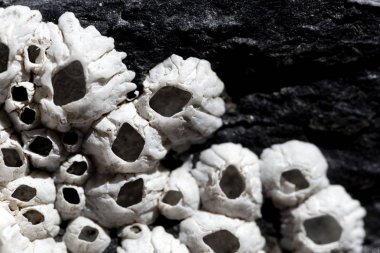 Siyah bir kaya üzerinde midye kabukları