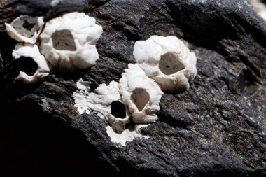 Siyah bir kaya üzerinde midye kabukları