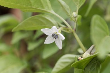 Bir acı biber bitkisi çiçeği (Capsicum annuum)