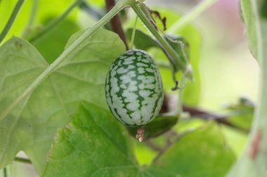 Fruit of a Mexican sour gherkin (Melothria scabra) clipart