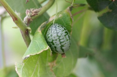 Meksika ekşi gherkin meyvesi (Melothria scabra)