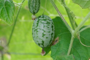 Meksika ekşi gherkin meyvesi (Melothria scabra)