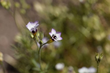 Tricolor gilia (Gilia tricolor)