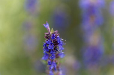 Hyssop çiçekleri (Hyssopus officinalis)