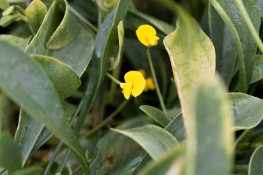 Tırtıl bitkisinin çiçeği (Scorpiurus muricatus)