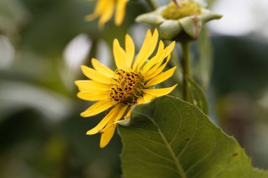 Bardak bitkisi (Silphium perfoliatum)