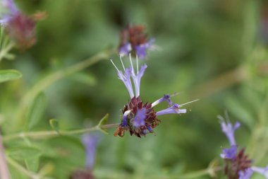 Cleveland adaçayı (Salvia clevelandii) çiçekleri.