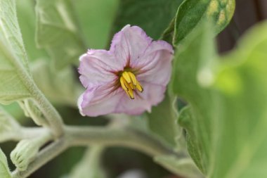 Patlıcan (Solanum melongena) çiçeği.